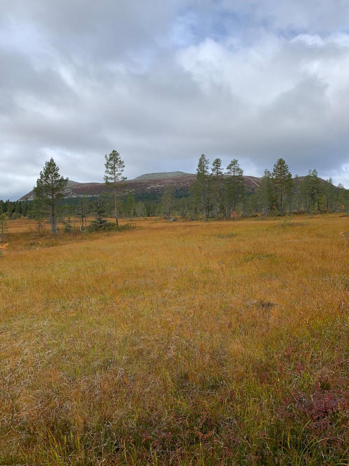 Koselig Hytte - Trysilfjellet Naert Til Sykkel- Og Turstier - 4 Soverom, 2 Bad, Badstue, Fiber Bredband Og Elbillader Exterior photo